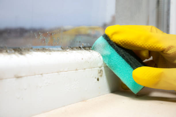 Why You Should Choose Our Mold Remediation Services in Folsom, CA